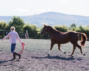 Brown horse lunging