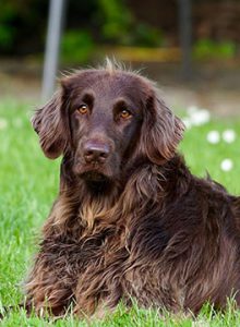 Brown dog lying on the grass